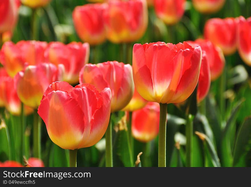 Red tulips, taken in ShiXiang Lake Park, ChengDu,China