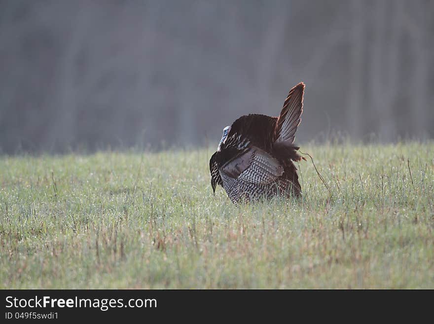 Wild turkey strutting for a hen. Wild turkey strutting for a hen