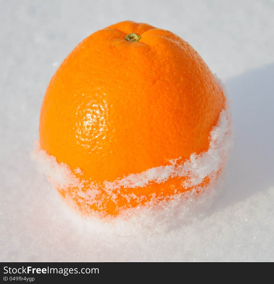 Citrus Orange In White Snow And With Sun Light