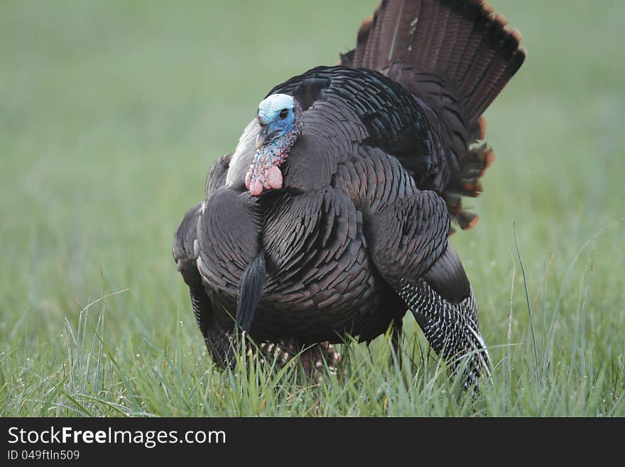 Wild turkey strutting for a hen. Wild turkey strutting for a hen