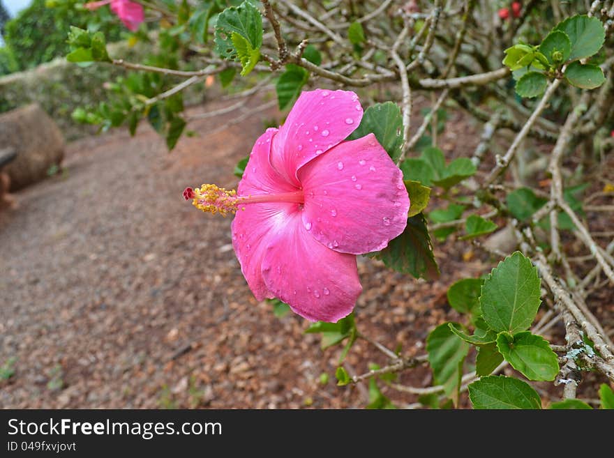 Pink Hibiscus