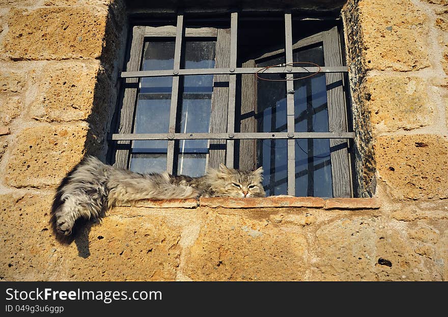 A gray cat lying on the window