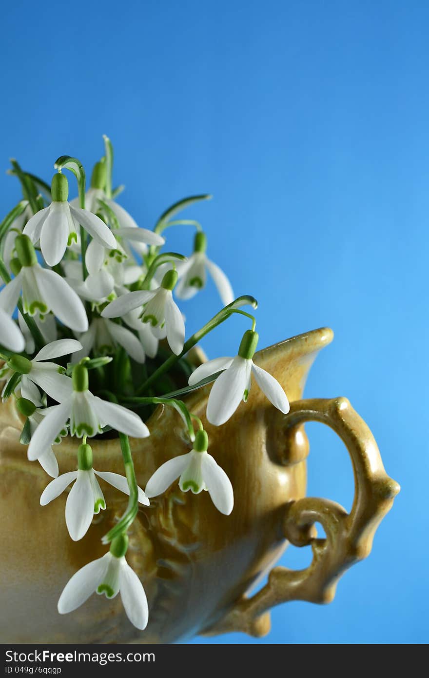 Beutiful snowdrops in a retro vase with blue background