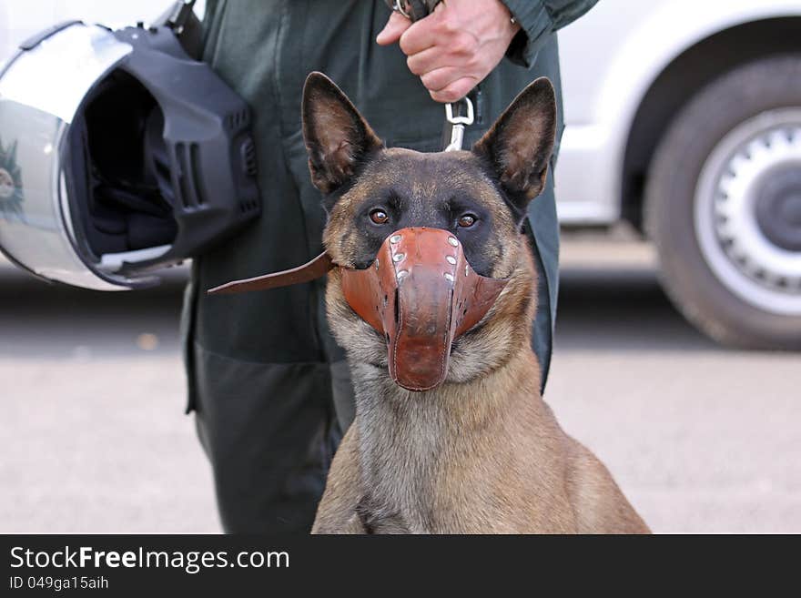 One Police dog looks in the cam. One Police dog looks in the cam