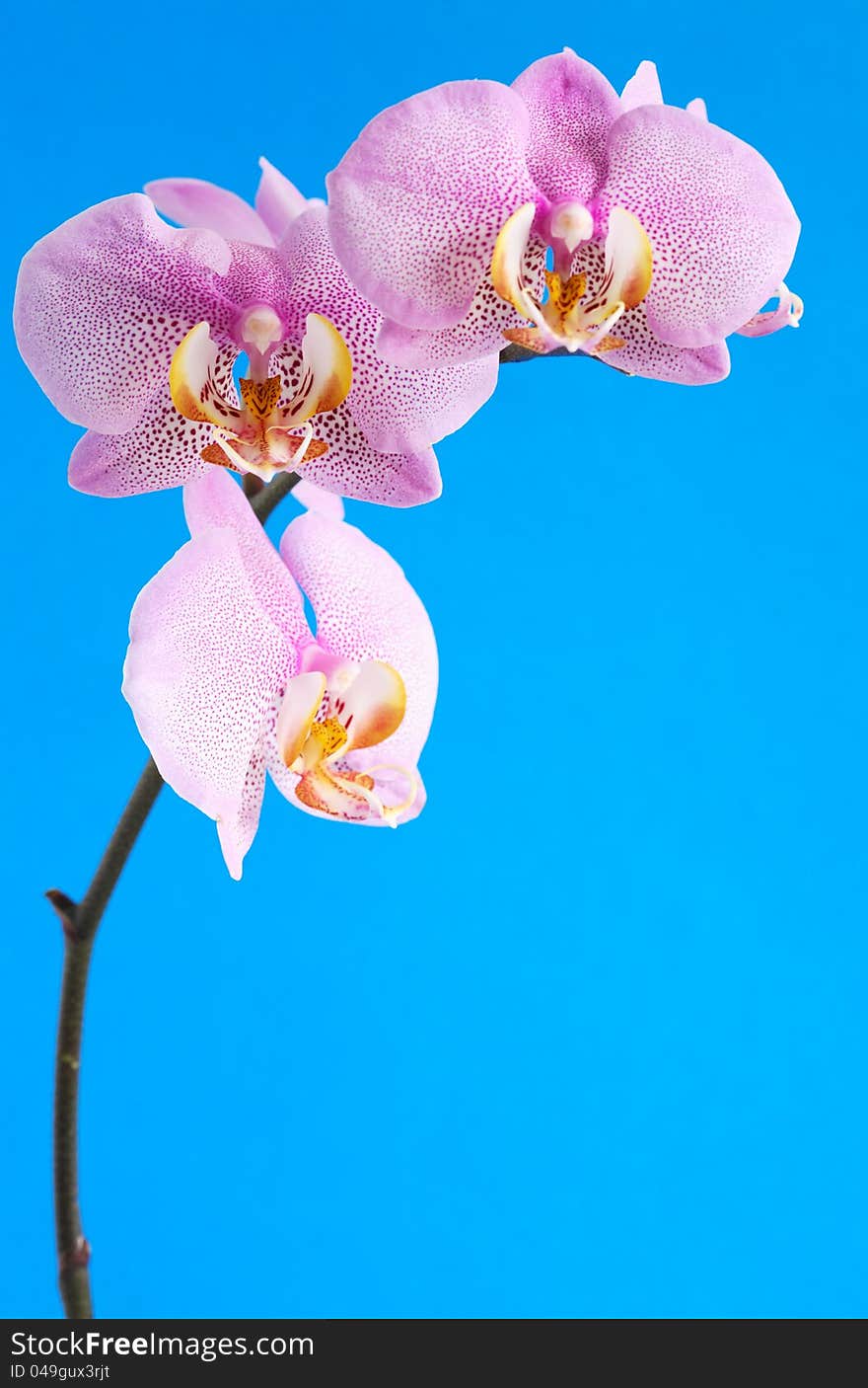 Closeup of beautiful purple orchid on blue background with free space