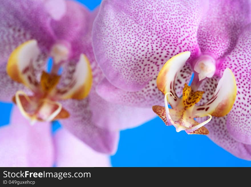 Orchid Closeup