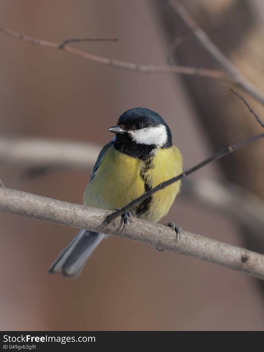 Titmouse Portrait