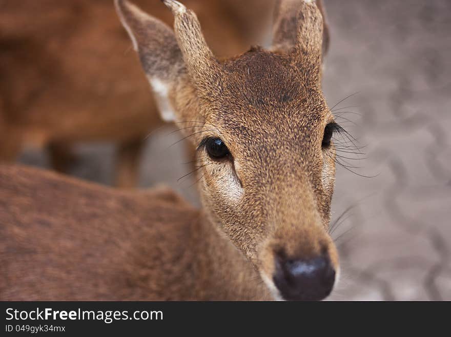 A little fawn