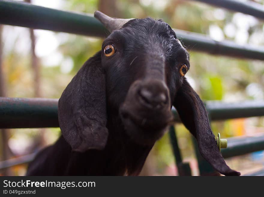 Cute black goat