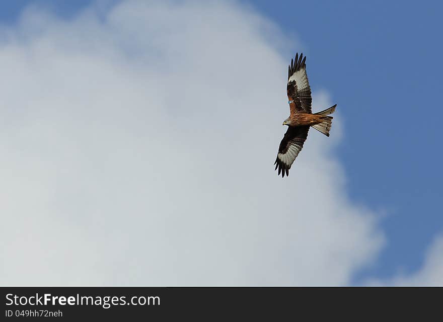 View of a red kite in flight against a blue sky. View of a red kite in flight against a blue sky.