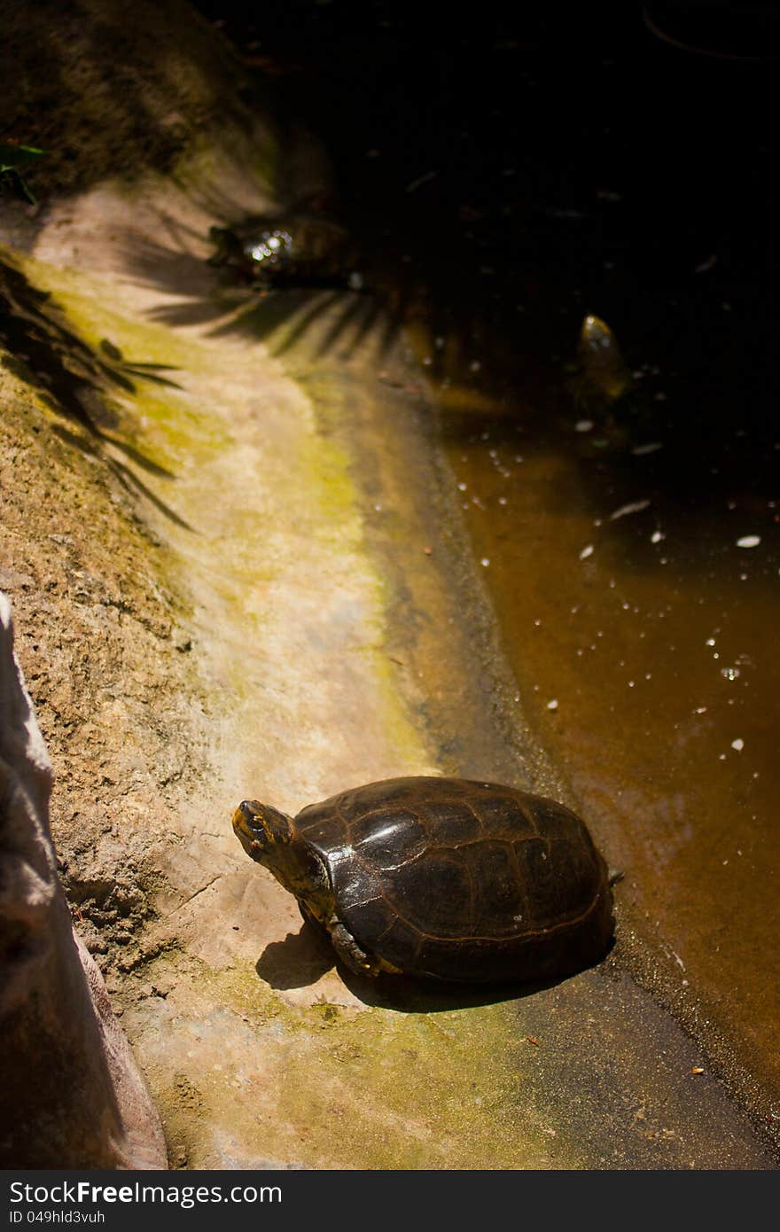 Funny turtle that lights up in the sun