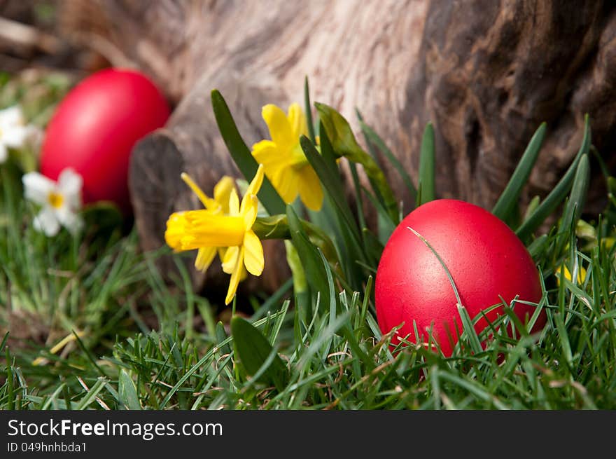 Red egg in the grass, near a log. Red egg in the grass, near a log.