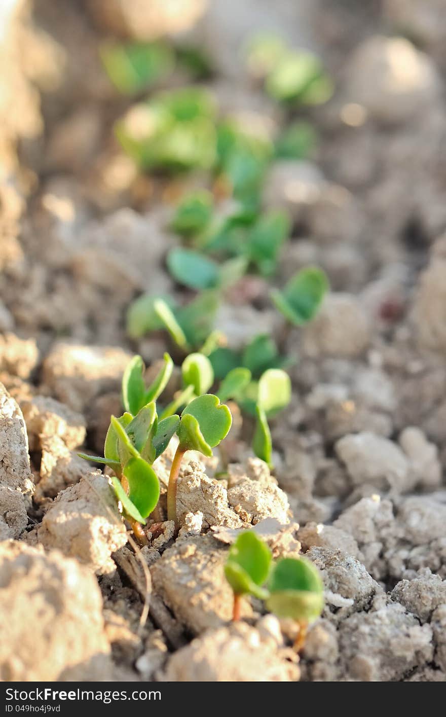 Row of seedlings in a furrow of earth