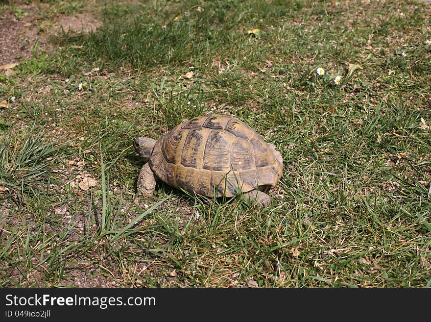 An old tortoise walking through the grass. An old tortoise walking through the grass