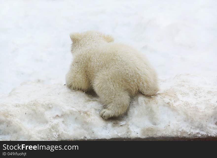 A small white teddy bear