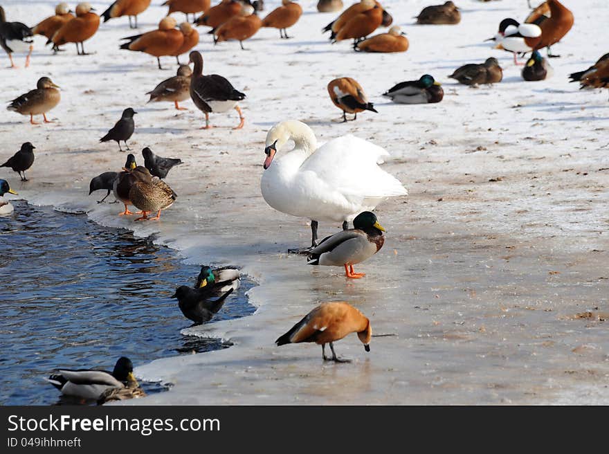 Winter. Birds at water