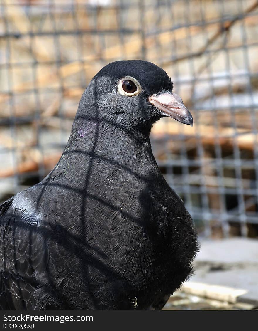 One grey messenger-pigeon in the cage