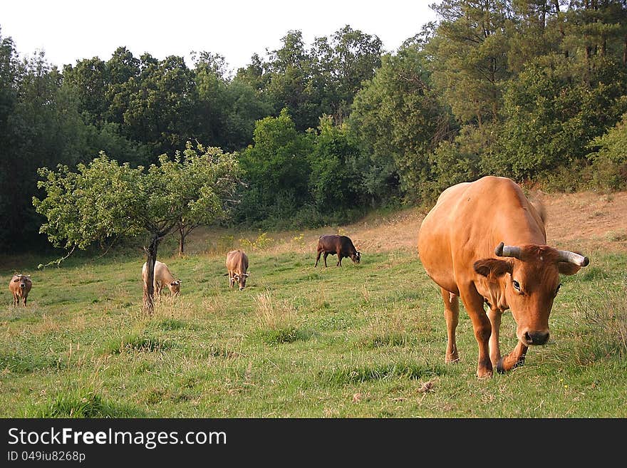 Brown cow in green landscape. Brown cow in green landscape