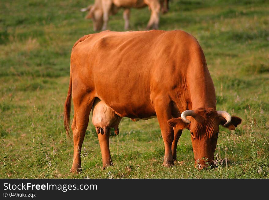 Brown cow in green landscape. Brown cow in green landscape