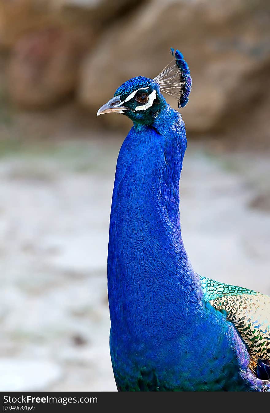 Colorful peacock proud of keeping