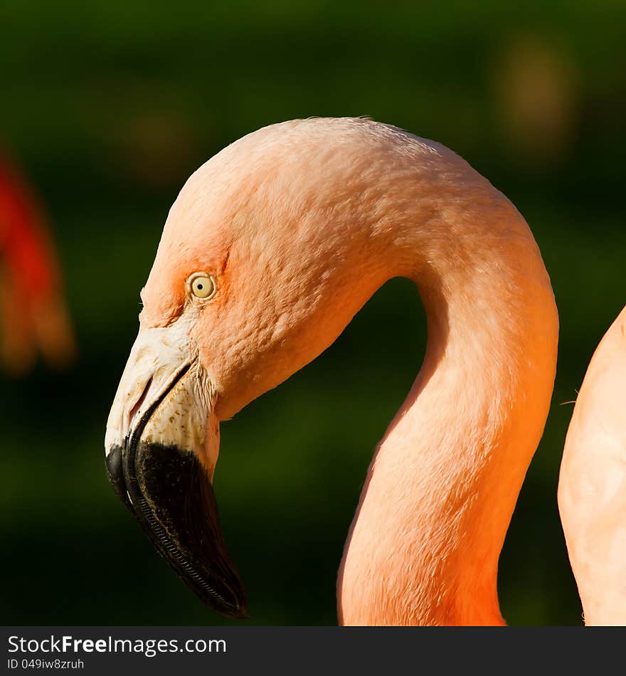 Pretty flamingo up close shot