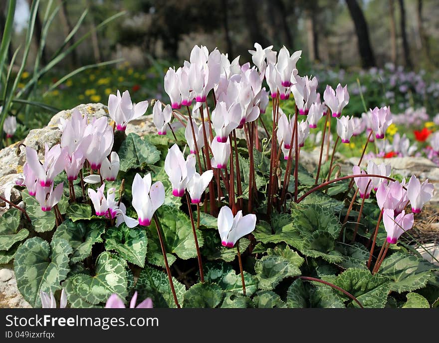 White and pink cyclamens