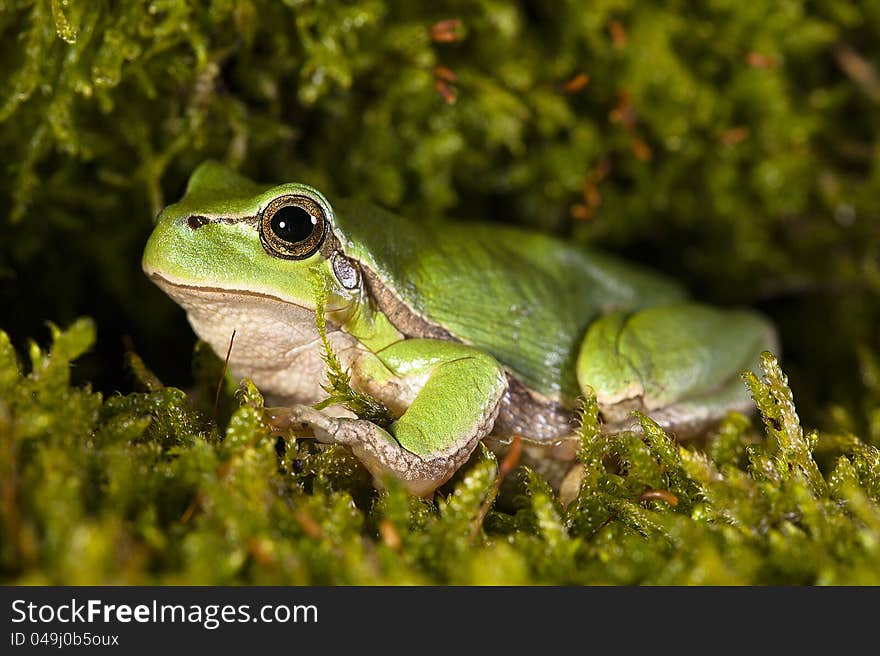 Tree-frog