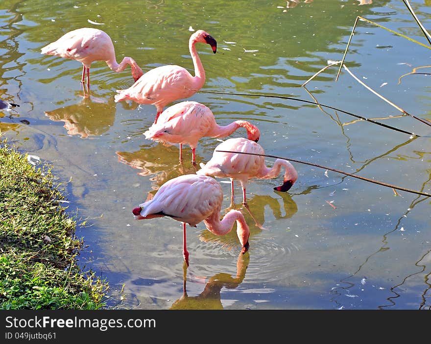 Group of beautiful flamingos in a small pond at a park, panoramic view. Group of beautiful flamingos in a small pond at a park, panoramic view