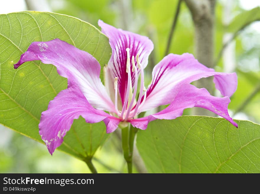 Pink flowers blossoming