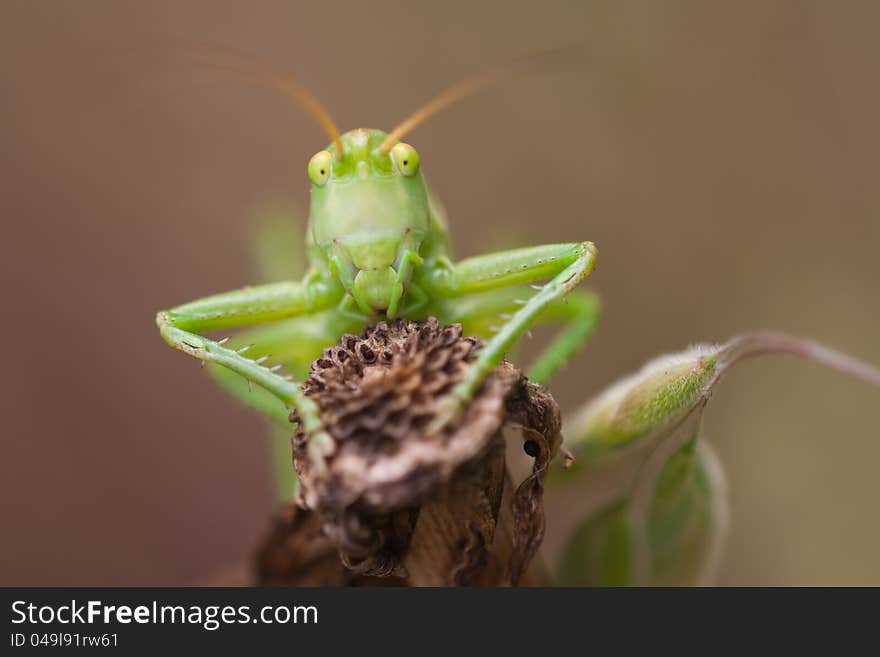 Funny Looking Grasshopper