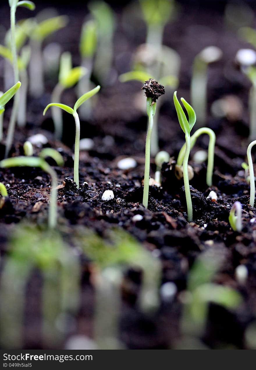 Germinated seeds