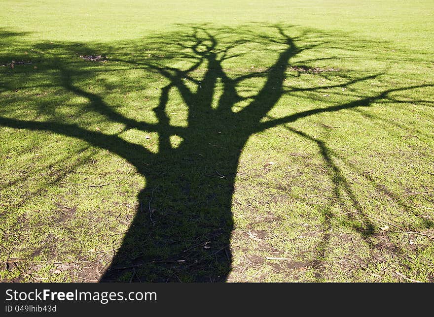 Tree shadow