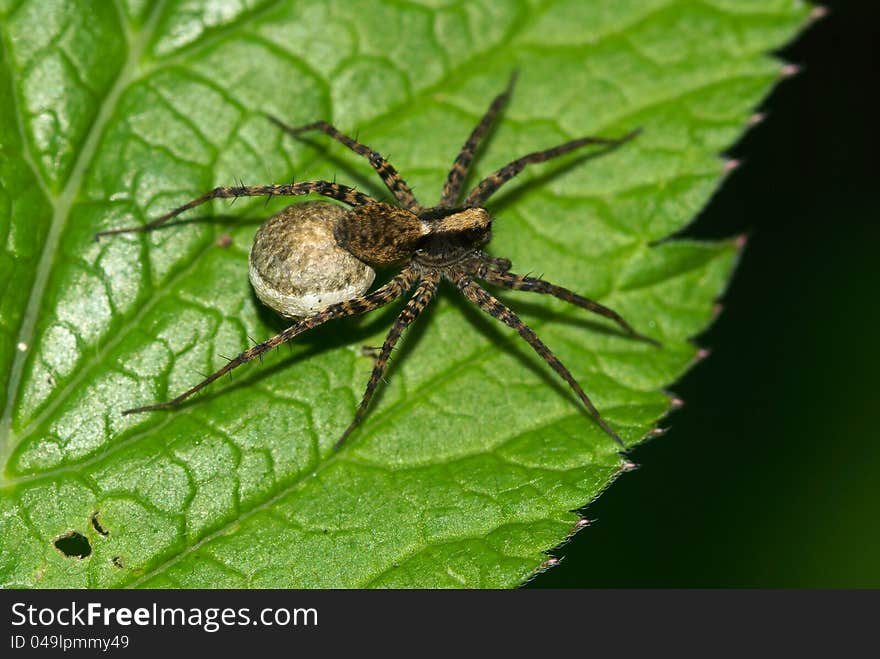 Spider with cocoon is heated on a sheet. Spider with cocoon is heated on a sheet