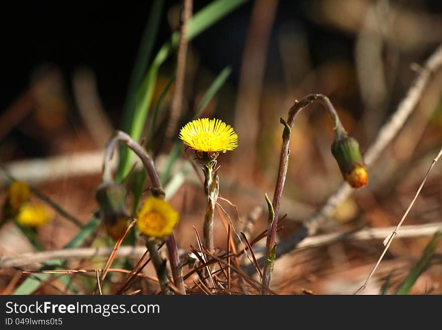 Coltsfoot Flower