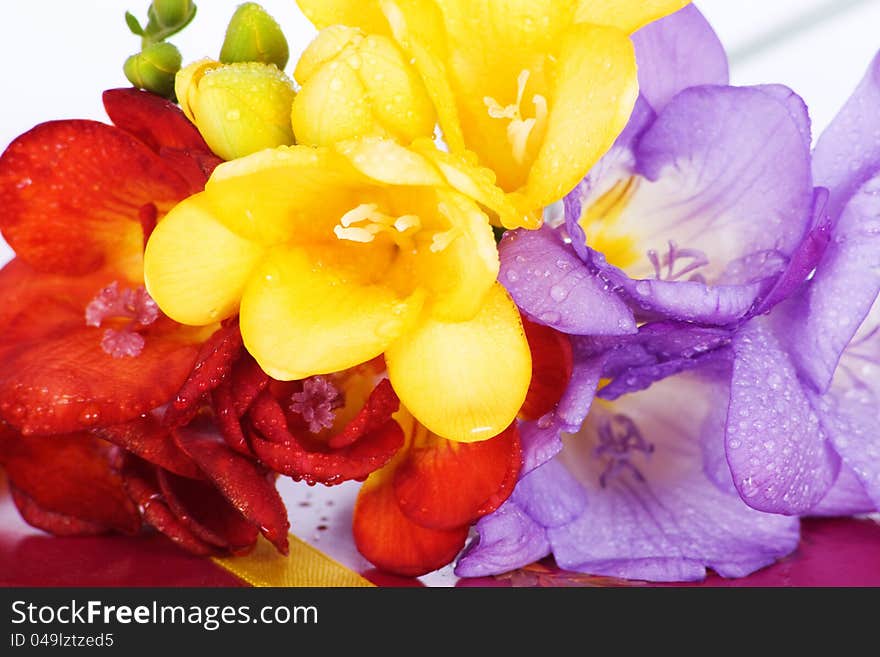 Blooming Freesia. Isolated on white background.