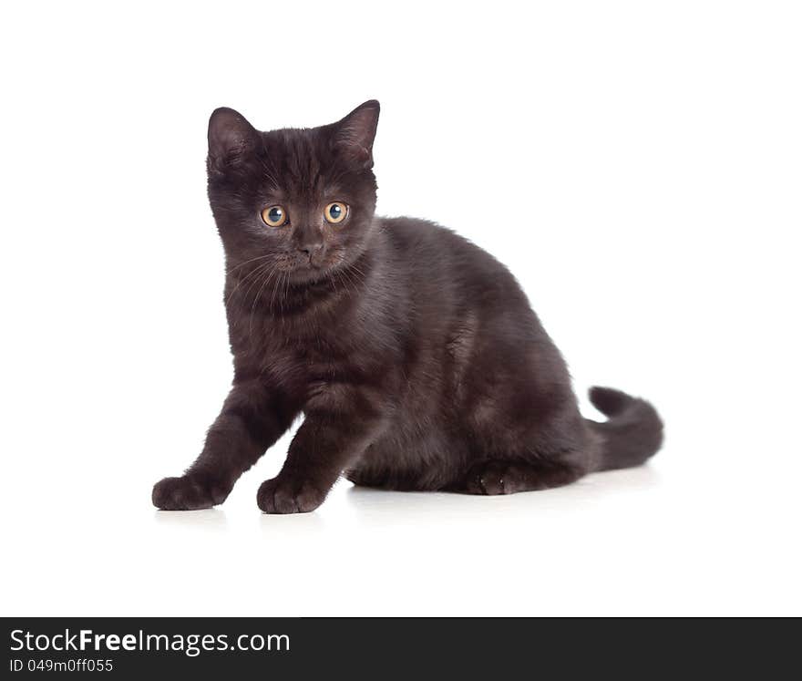 Little kitten pure breed black british on white. Little kitten pure breed black british on white