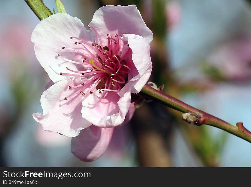 Blooming tree pink flower in nature. Blooming tree pink flower in nature.