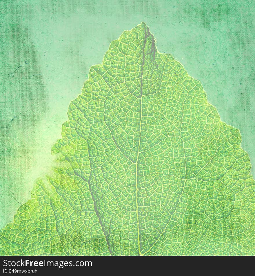 Green vintage background with a texture leaf.