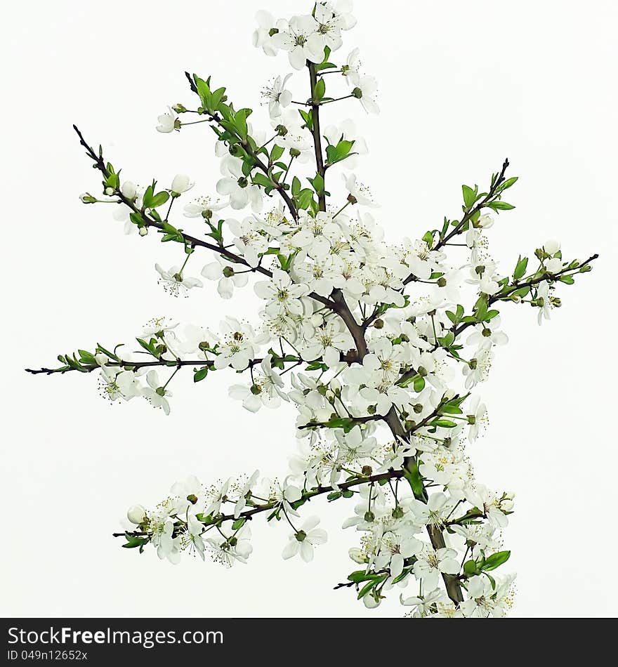 Young white flowers in spring branch. Young white flowers in spring branch