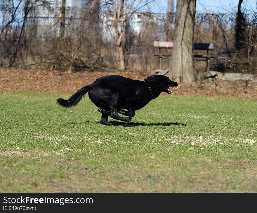 German Shepherd In Motion.