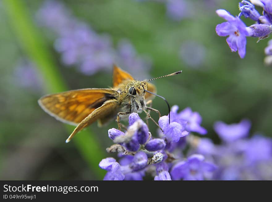 Butterfly drinking nectar