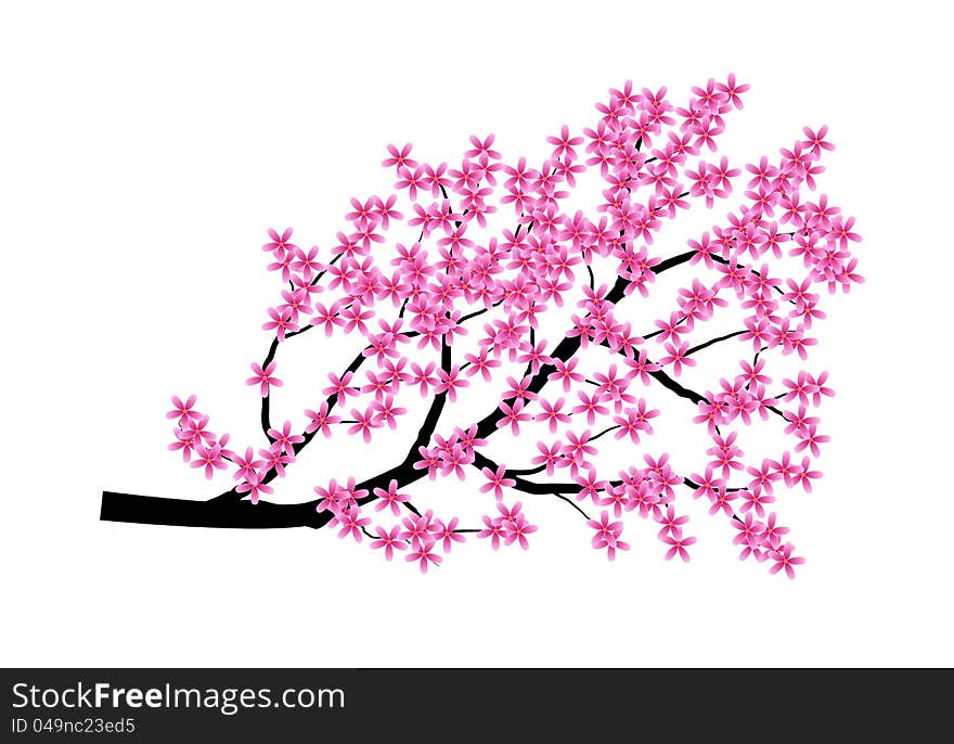 A branch of japan cherry on a white background. A branch of japan cherry on a white background