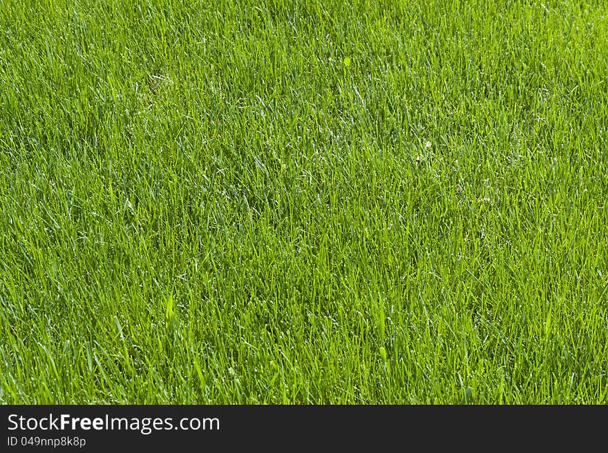 Natural green grass on spring texture. Natural green grass on spring texture