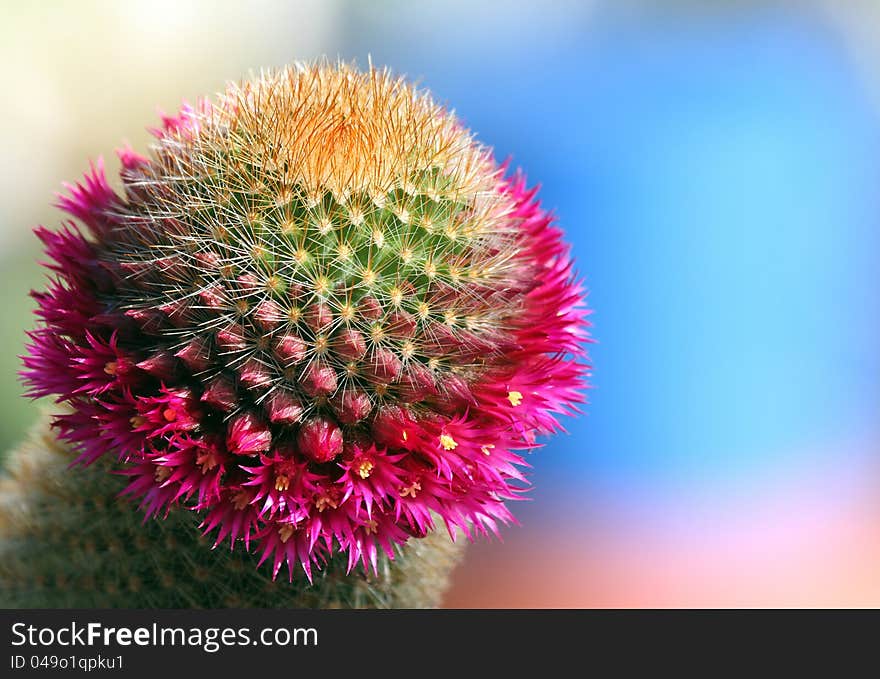 Magenta Flowers On Green Cacti With Blurred Blue Background. Magenta Flowers On Green Cacti With Blurred Blue Background