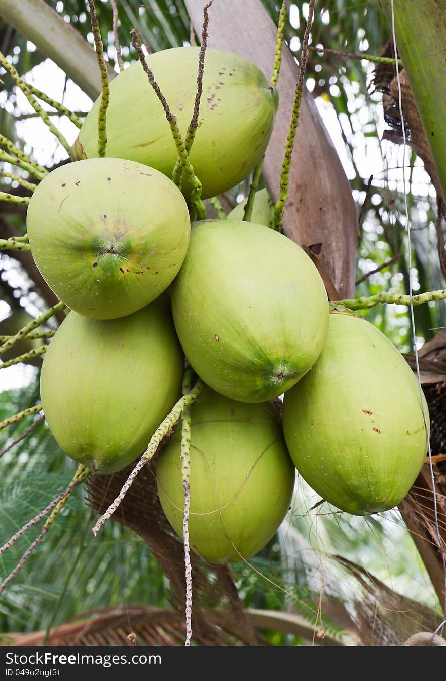 Close up coconut with a bunch on tree. Close up coconut with a bunch on tree