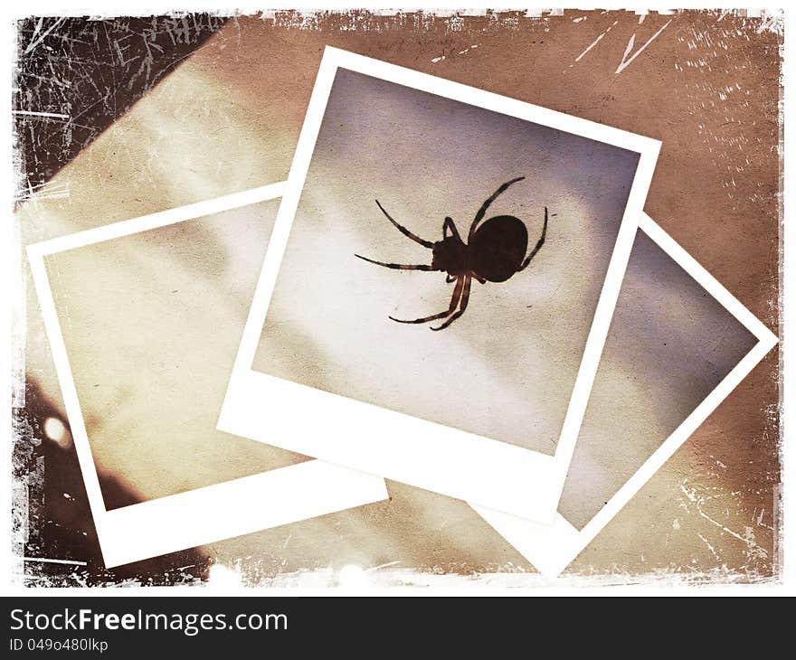 Polaroid collage of spider