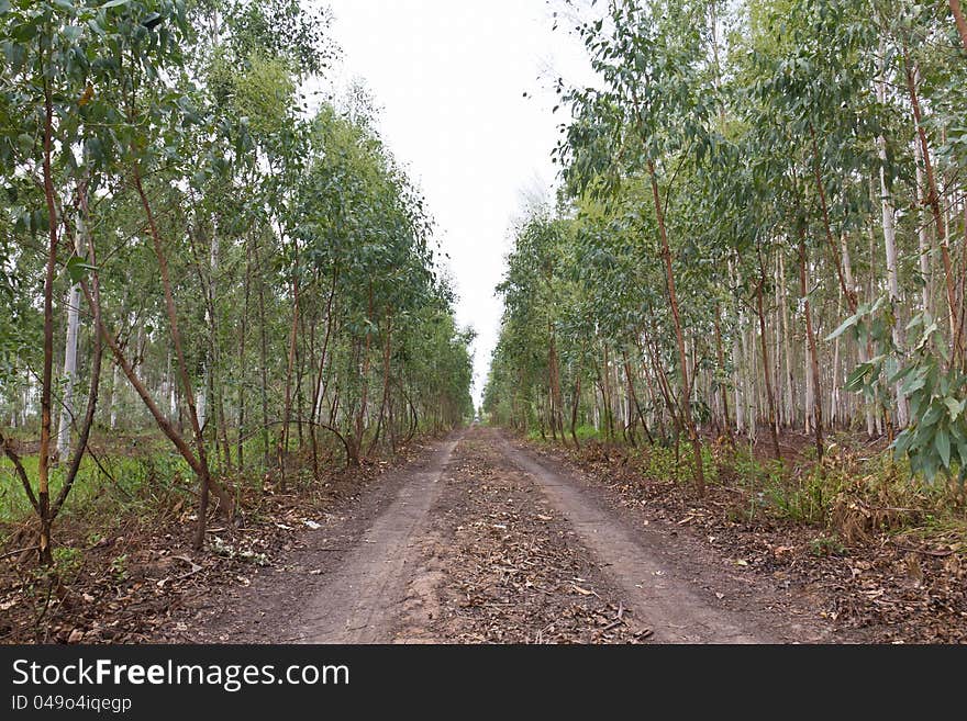 Plantation of Eucalyptus for paper industry. Plantation of Eucalyptus for paper industry