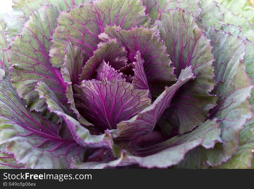 Fresh violet Cabbage (brassica oleracea) plant leaves