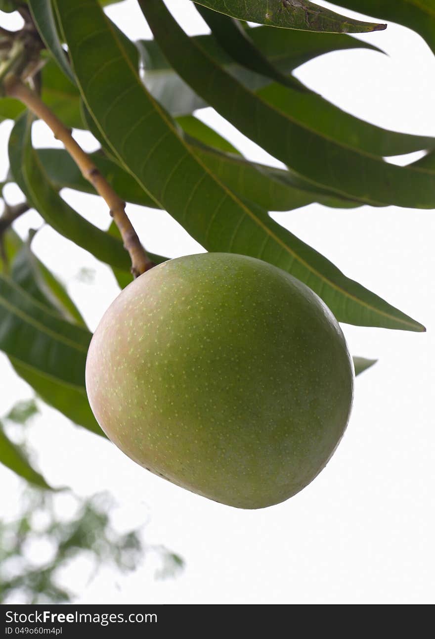 Green mango tree with full of fruits