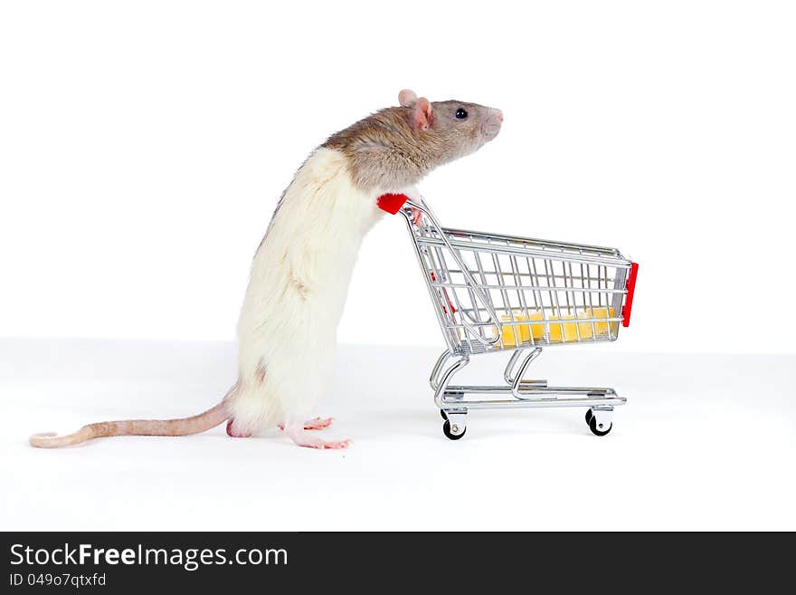 Domestic rat pushes shopping cart with cheese